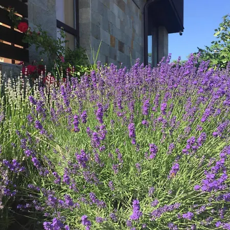 Summer In Viyana Daire Misivri
